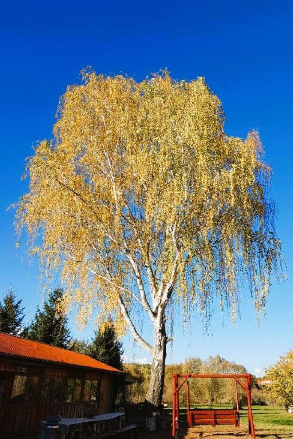 Olszyna Pod Brzoza Villa ภายนอก รูปภาพ